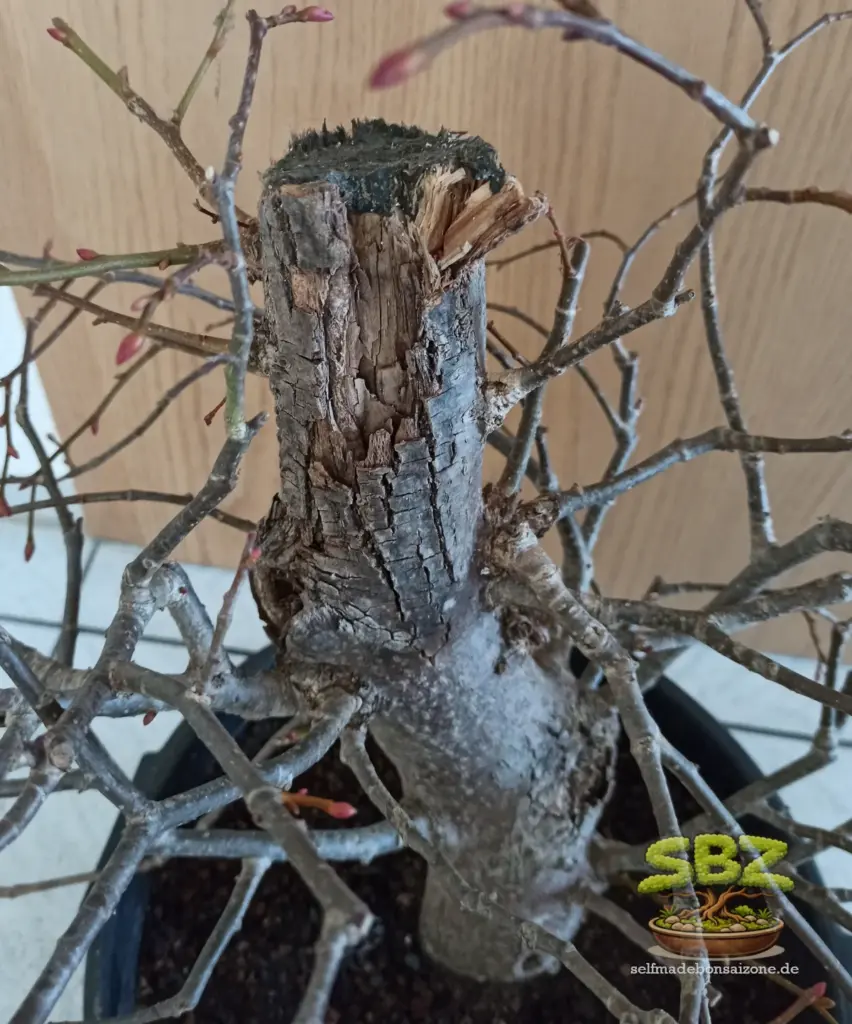 Bild eines Linden Bonsai vor den Totholz Fräsarbeiten.