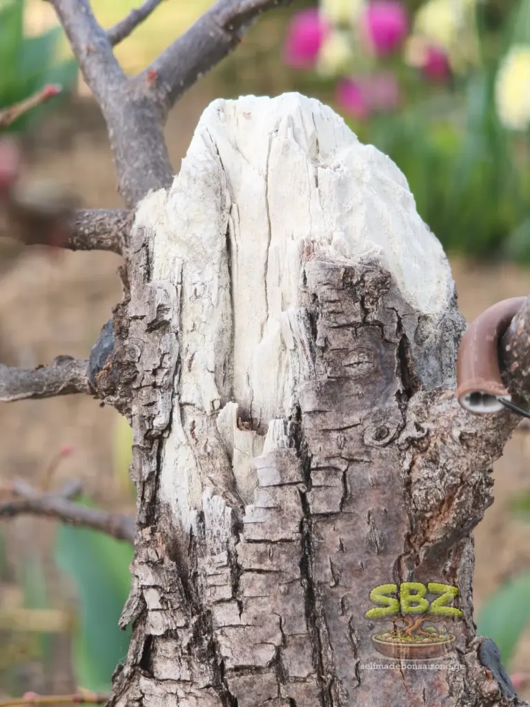 Lindenbonsai mit Detailaufnahme einer Shari Totholzgestaltung nach einigen Jahren.
