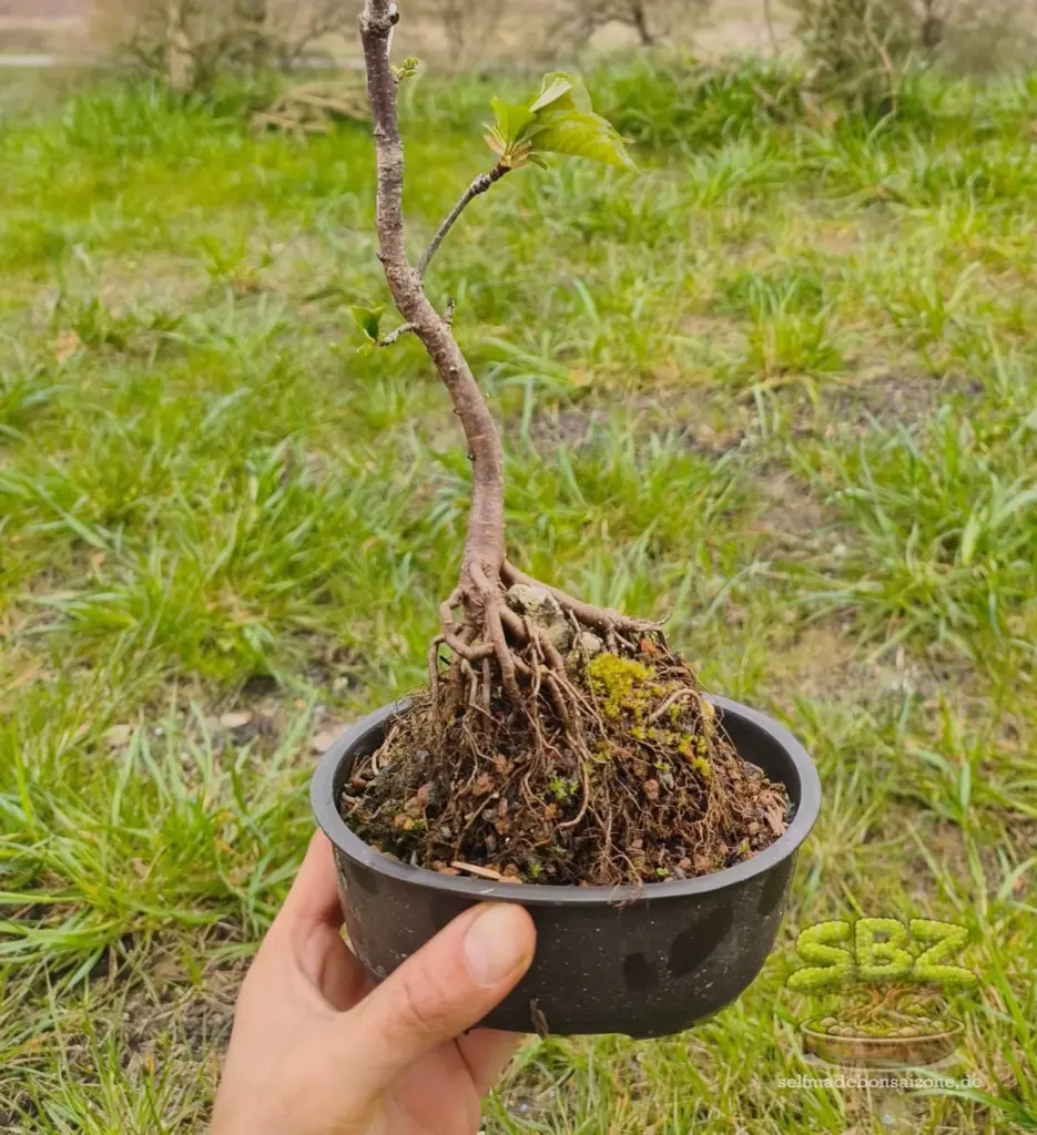 Das Bild zeigt einen Prebonsai in einer Trainingsschale, dessen Wurzeln über einen Stein gewachsen sind als Root-over-Rock Bonsai.