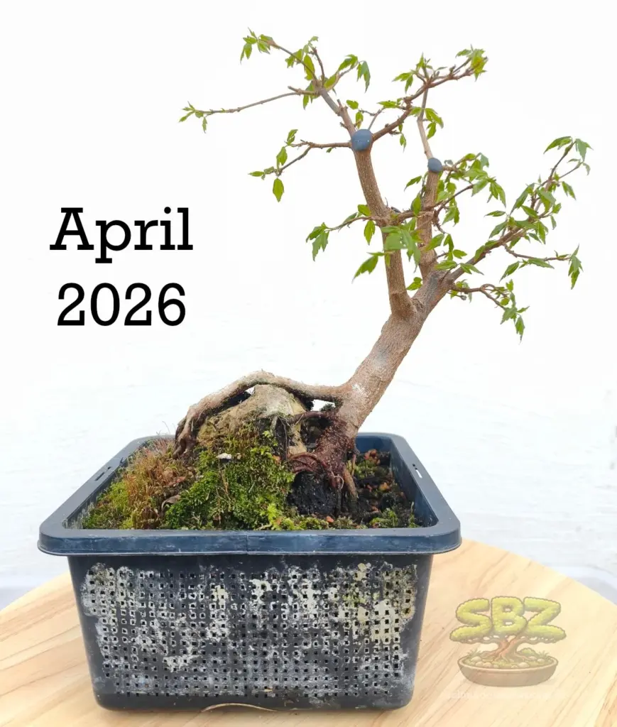 Das Bild zeigt die fertige Gestaltung eines Bonsais bei dem die Wurzeln über einen Stein gewachsen sind und vollständig freigelegt wurden gemäß der Root-over-Rock Anleitung für Bonsai Anfänger.