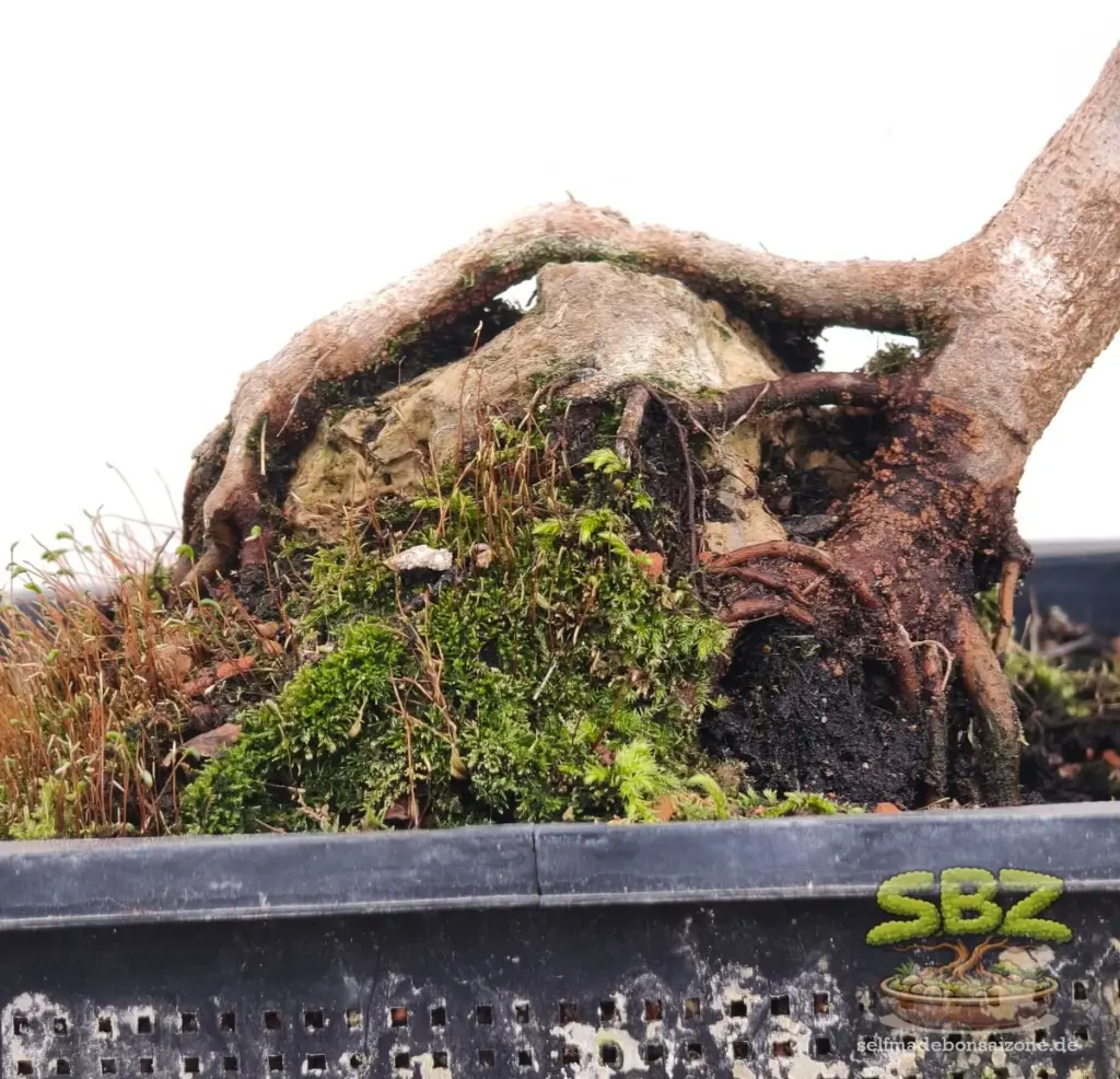 Das Bild zeigt die Nahaufnahme des Wurzelbereichs der fertigen Gestaltung eines Bonsais bei dem die Wurzeln über einen Stein gewachsen sind und vollständig freigelegt wurden gemäß der Root-over-Rock Anleitung für Bonsai Anfänger.