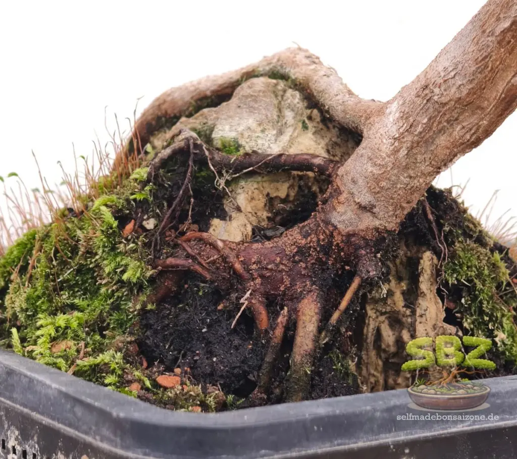 Das Bild zeigt die Nahaufnahme des Wurzelbereichs der fertigen Gestaltung eines Bonsais bei dem die Wurzeln über einen Stein gewachsen sind und vollständig freigelegt wurden gemäß der Root-over-Rock Anleitung für Bonsai Anfänger.