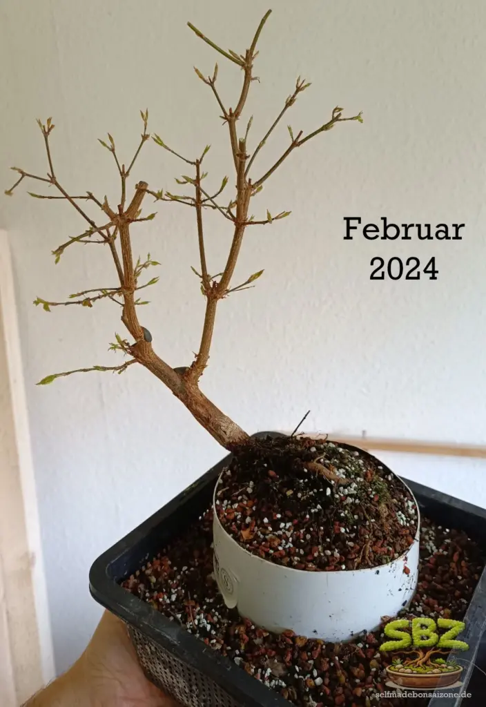 Das Bild zeigt das schrittweise Freilegen der Wurzeln bei einem Prebonsai gemäß der Root-over-Rock Anleitung für Bonsai Anfänger.