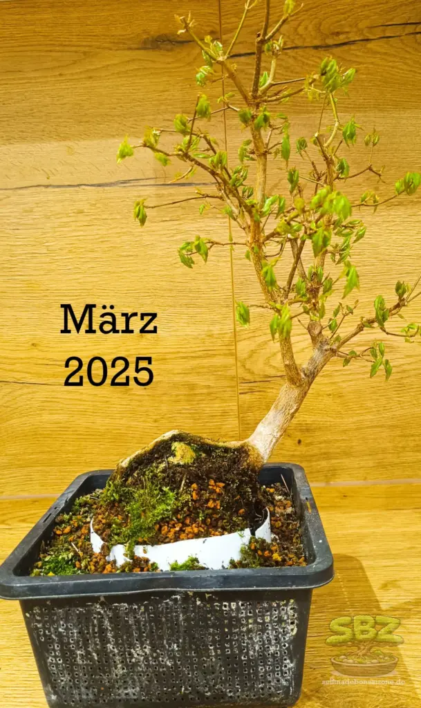 Das Bild zeigt das schrittweise Freilegen der Wurzeln bei einem Bonsai gemäß der Root-over-Rock Anleitung für Bonsai Anfänger. Zu dieser Phase werden Stein und erste Wurzeln sichtbar.