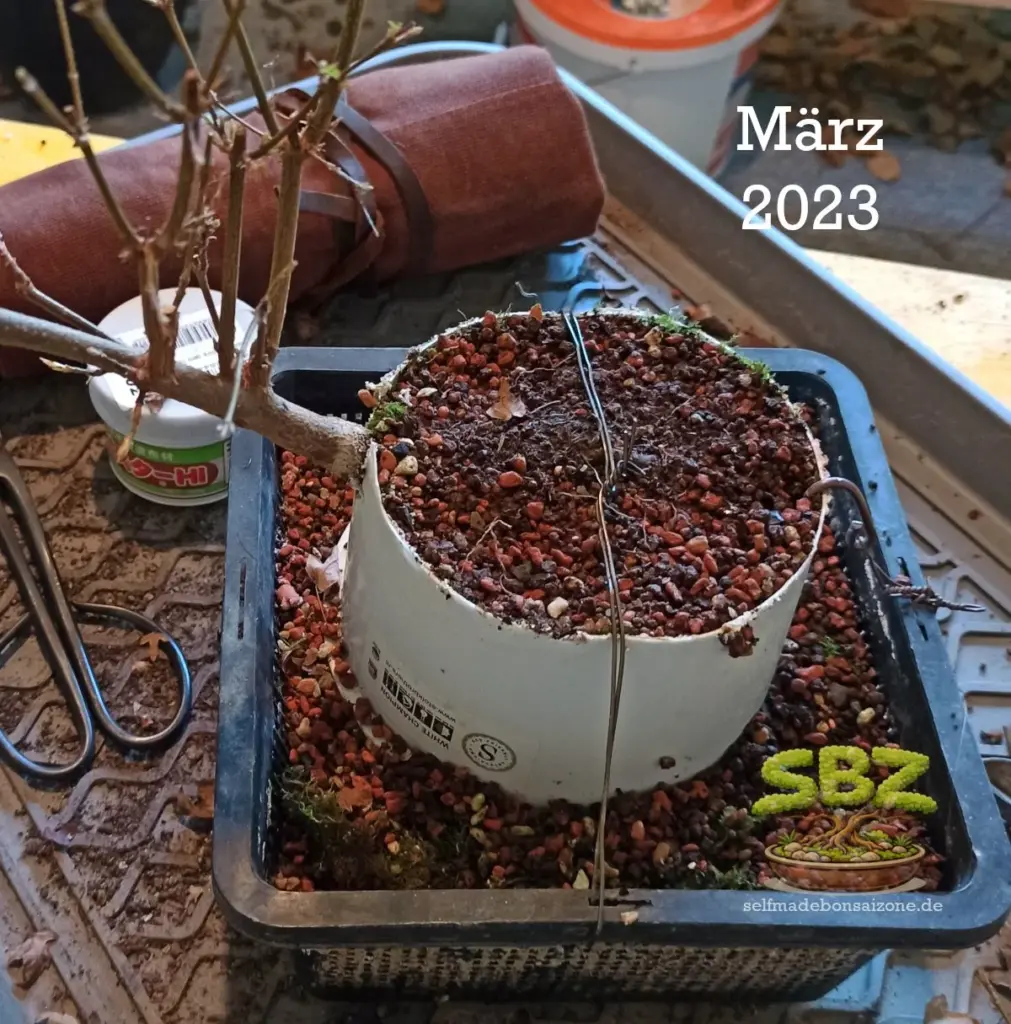 Ein Prebonsai nach der Wachstumsphasen beim Start des Freilegens der Wurzeln gemäß der Root-over-Rock Anleitung für Bonsai Anfänger.