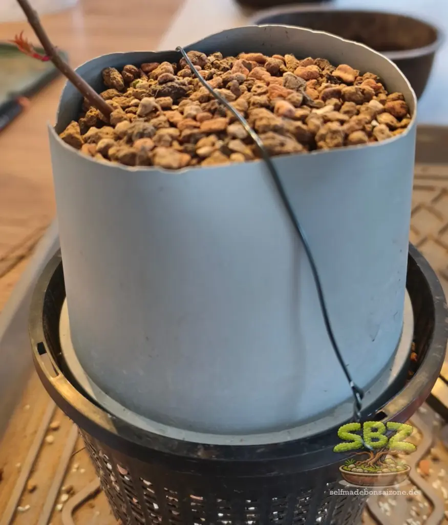 Das Bild zeigt Wurzeln einer Bonsai Jungpflanze, welche gemäß der Root-over-Rock Anleitung für Bonsai Anfänger mit Substrat bedeckt wurden.