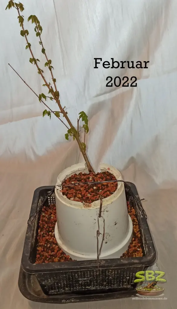 Das Bild zeigt einen Prebonsai nach der Wachstumsphase, vor dem Freilegen der Wurzeln, gemäß der Root-over-Rock Anleitung für Bonsai Anfänger.