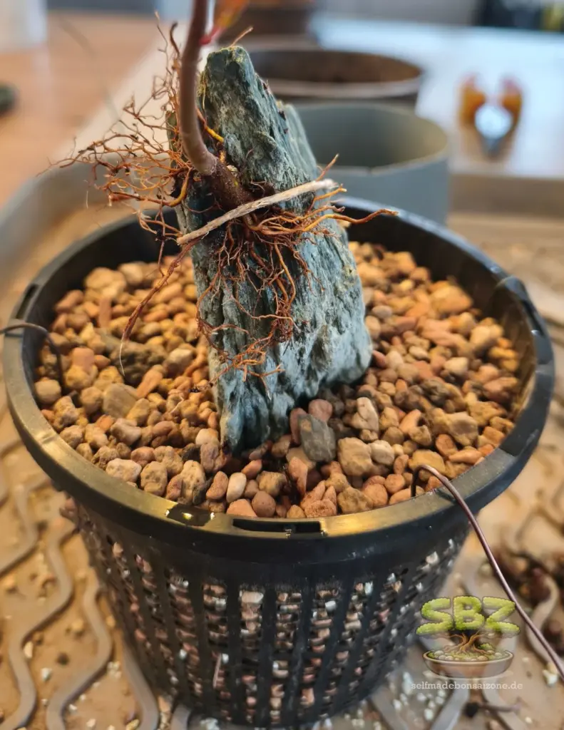 Hier werden gemäß der Root oder Rock Anleitung für Bonsai Anfänger die freigelegten Wurzeln einer Bonsai Jungpflanze über einen Stein gelegt und befestigt.