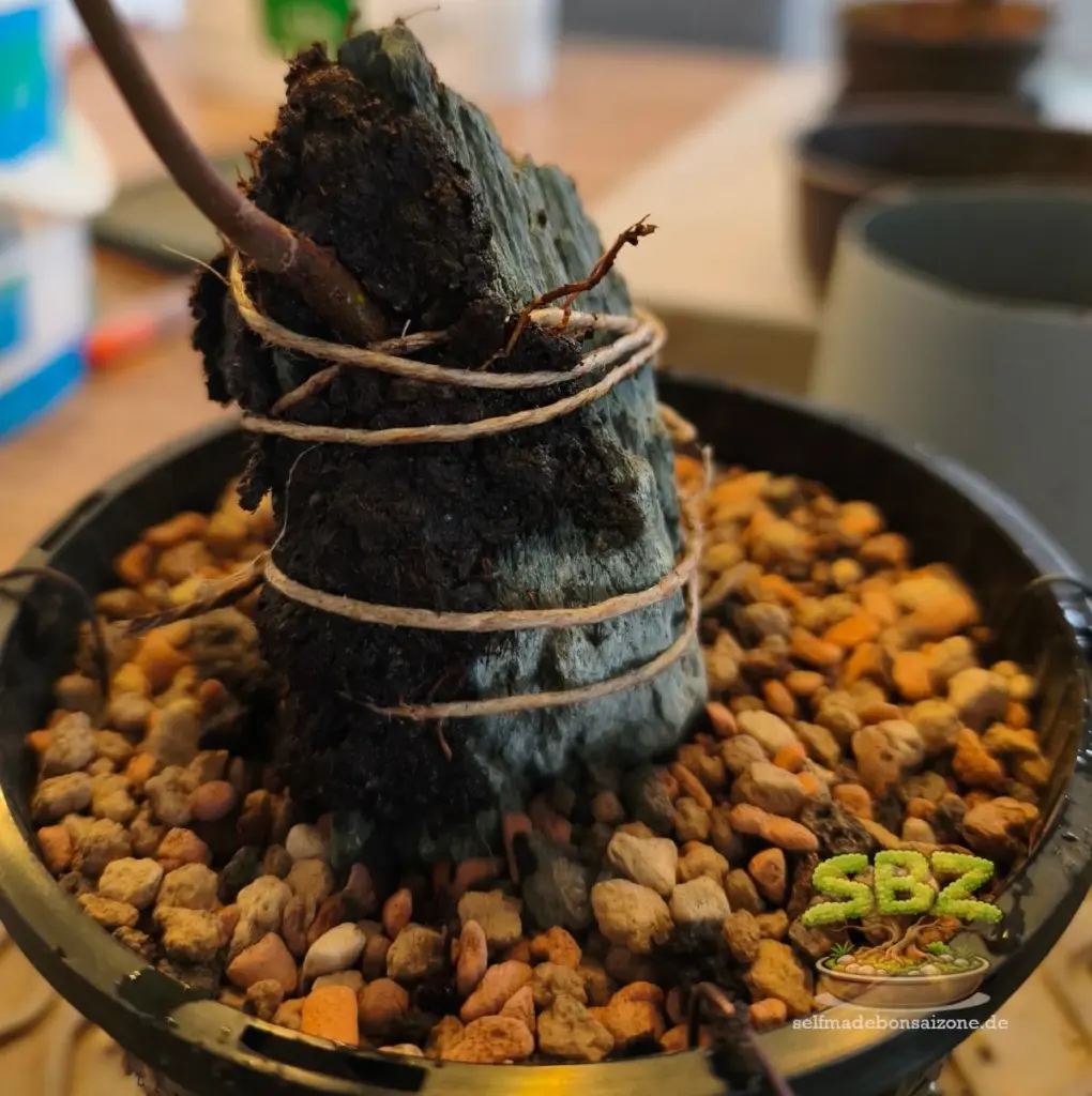 Hier werden gemäß der Anleitung Root-over-Rock für Bonsai Anfänger die Wurzeln eines Prebonsais mit Keto an einen Stein geklebt und fixiert.