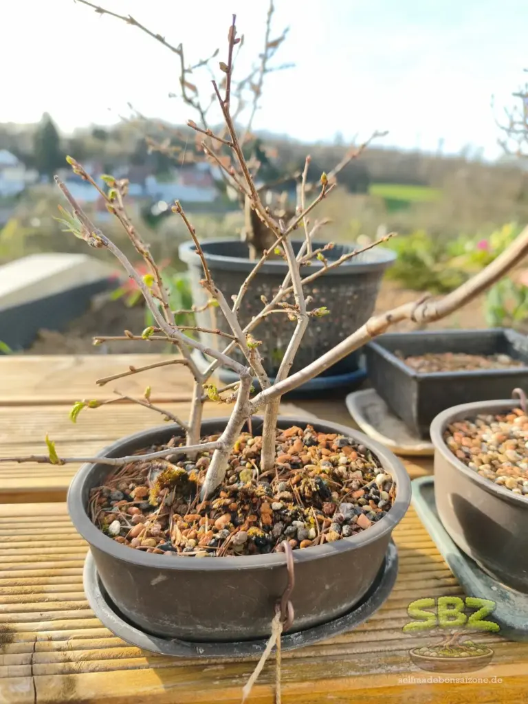 Ulmenbonsaistecklinge auf einer Bonsaibank in einer Bonsaischale - eine Option für den ersten Bonsai für Anfänger.