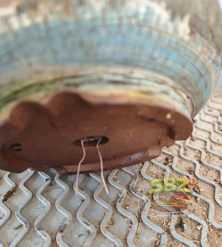 Darstellung von unten auf eine Bonsaischale mit aufgetrenntem Befestigungsdraht welcher aus den Ablauflöchern schaut aus der Anleitung für Bonsai Anfänger wie man einen Bonsai richtig umtopft.