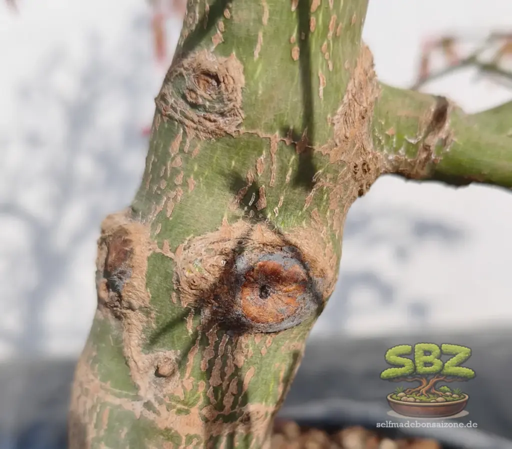 Vollständig geschlossene und verheilte Wunde an einem Bonsaistamm nach einer Wundbehandlung