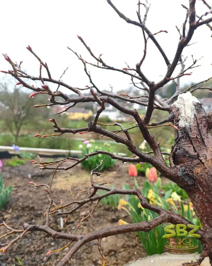 Detailaufnahme eines Bonsais im Regen mit Regenwassertropfen zur Erklärung der Eignung von Regenwasser für Bonsai Anfänger gemäß Anleitung für richtiges Gießen eines Bonsai.